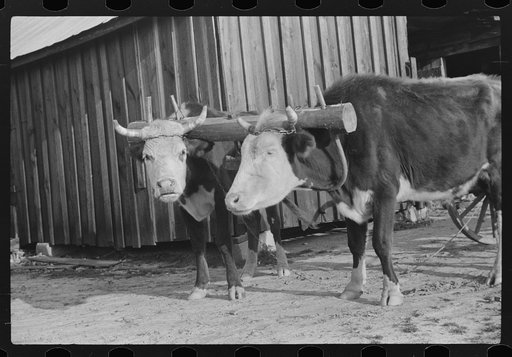 Team of oxen drawing wagon, waiting outside of grist mill, Prairie Farms, Montgomery, Alabama