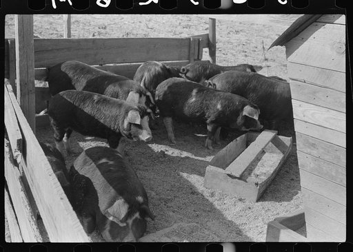 Hogs belonging to Mrs. Brown, FSA (Farm Security Administration) borrower, on Prairie Farms, Alabama