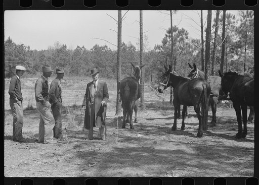 Horse and mule traders from Atlanta set up temporary camp to sell to nearby farmers near Covington, Georgia