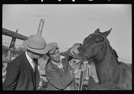 Mr. Hydrick, county supervisor, and Mr. Melody Tillery examining mouth and teeth of his mare, which has mule colt. Pike County, near Tray, Alabama