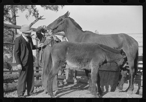 Mr. Hydrick, county supervisor, and Mr. Melody Tillery examining mouth and teeth of his mare, which has mule colt. Pike County, near Tray, Alabama. Rural rehabilitation family