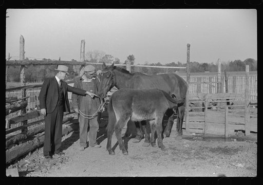 Mr. Hydrick, county supervisor, examining Melody Tillery's (rural rehabilitation client) mare and mule colt. Pike County, near Tray, Alabama