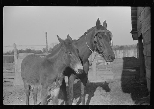Melody Tillery's mare and mule colt, Pike County, near Tray Alabama