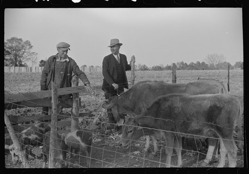 Untitled photo, possibly related to: Mr. Hydrick looking over some of Melody Tillery's (rural rehabilitation client) livestock: two cows and some pigs. Pike County, near Tray, Alabama