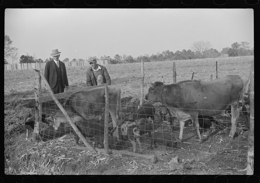 Mr. Hydrick looking over some of Melody Tillery's (rural rehabilitation client) livestock: two cows and some pigs. Pike County, near Tray, Alabama