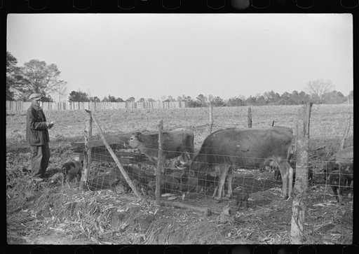 Untitled photo, possibly related to: Mr. Hydrick looking over some of Melody Tillery's (rural rehabilitation client) livestock: two cows and some pigs. Pike County, near Tray, Alabama