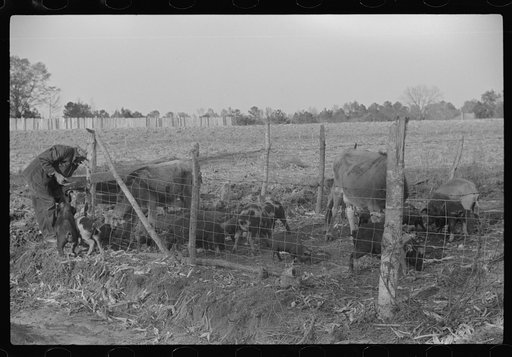 Untitled photo, possibly related to: Mr. Hydrick looking over some of Melody Tillery's (rural rehabilitation client) livestock: two cows and some pigs. Pike County, near Tray, Alabama