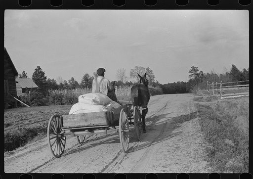 Bringing home meal from cooperative grist mill, Gees Bend, Alabama