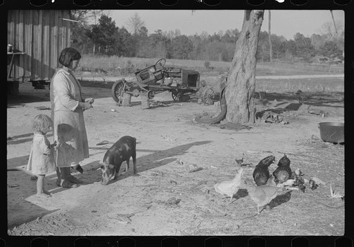 Untitled photo, possibly related to: Melody Tillery's wife and children with a few of their chickens and pigs (rural rehabilitation client). Pike County, Alabama