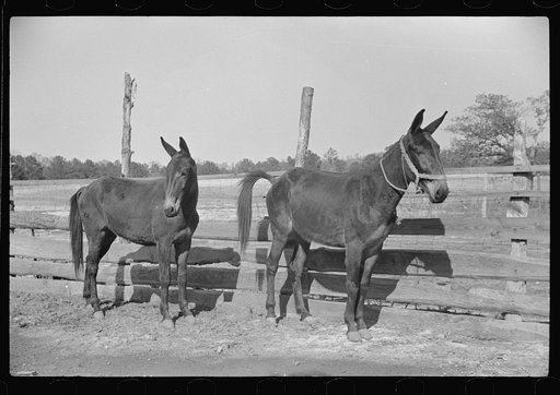 Untitled photo, possibly related to: George Cowley's mules (rural rehabilitation family), Pike County, Alabama