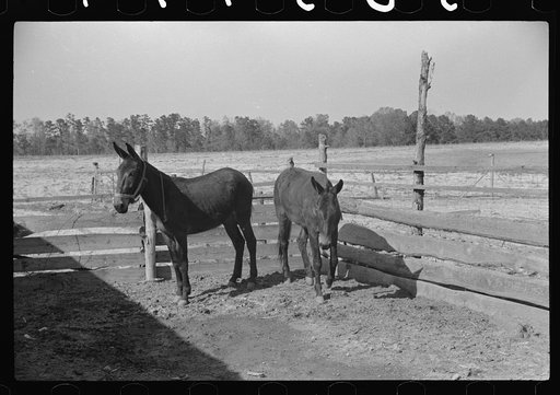 George Cowley's mules (rural rehabilitation family), Pike County, Alabama