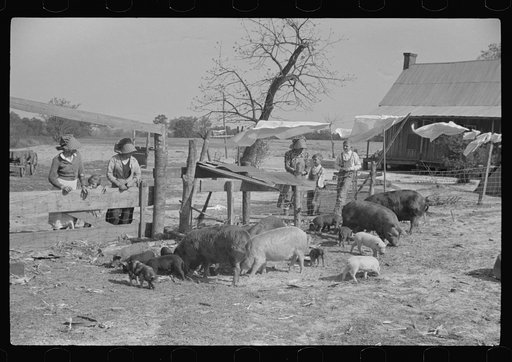 Untitled photo, possibly related to: Part of George Cowley's family (rural rehabilitation), looking over pigs in sty. Pike County, Alabama