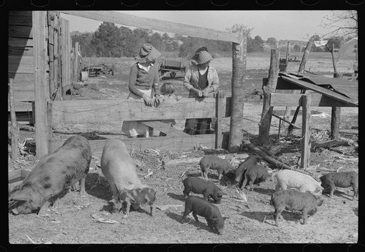 Part of George Cowley's family (rural rehabilitation), looking over pigs in sty. Pike County, Alabama