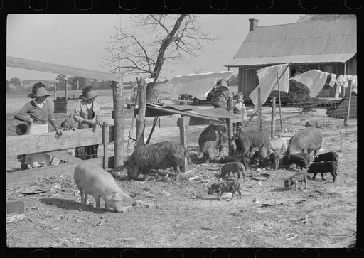 Untitled photo, possibly related to: Part of George Cowley's family (rural rehabilitation), looking over pigs in sty. Pike County, Alabama