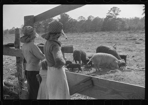 Part of George Cowley's family (rural rehabilitation), looking over pigs in sty. Pike County, Alabama
