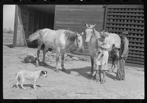 Untitled photo, possibly related to: Part of George Cowley's family (rural rehabilitation), looking over pigs in sty. Pike County, Alabama