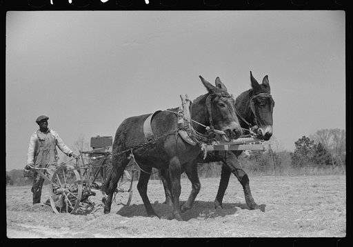 Charlie McGuire (tenant purchase client) with his mules and cultivator, Pike County, Alabama