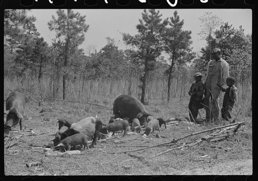 Charlie McGuire, his two sons and their sows and some shoats. Tenant purchase family, Pike County, Alabama