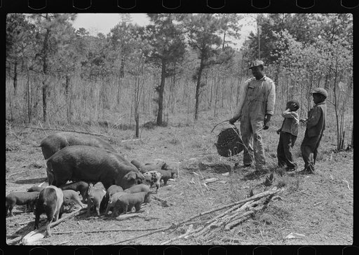 Untitled photo, possibly related to: Charlie McGuire, his two sons and their sows and some shoats. Tenant purchase family, Pike County, Alabama