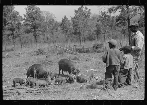 Untitled photo, possibly related to: Charlie McGuire, his two sons and their sows and some shoats. Tenant purchase family, Pike County, Alabama