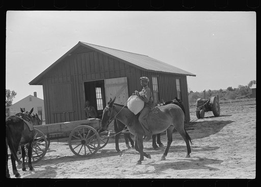 Bringing corn to cooperative mill. Gees Bend, Alabama