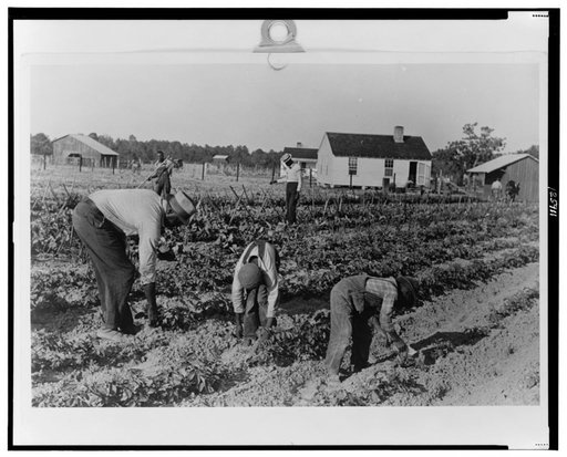 The field supervisor helps and teaches younger children in demonstration of a cooperative garden. Gees Bend, Alabama