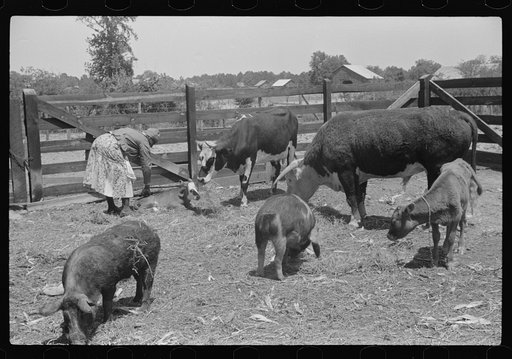 Untitled photo, possibly related to: Jorena Pettway with some of the Gees Bend livestock, Alabama