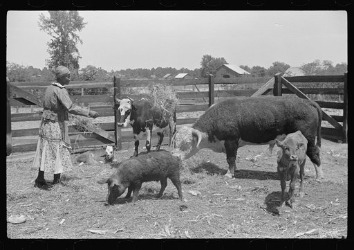 Jorena Pettway with some of the Gees Bend livestock, Alabama