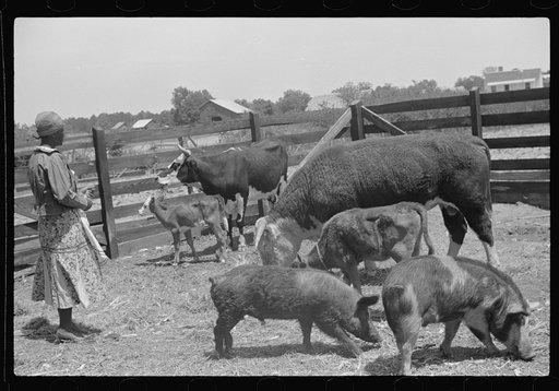Untitled photo, possibly related to: Jorena Pettway with some of the Gees Bend livestock, Alabama