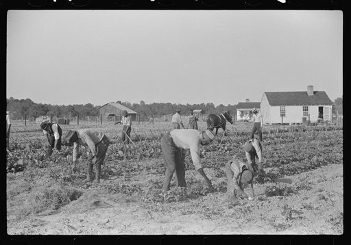 The field supervisor working with and instructing some of the men and boys in demonstration of cooperative gardening. Gees Bend, Alabama