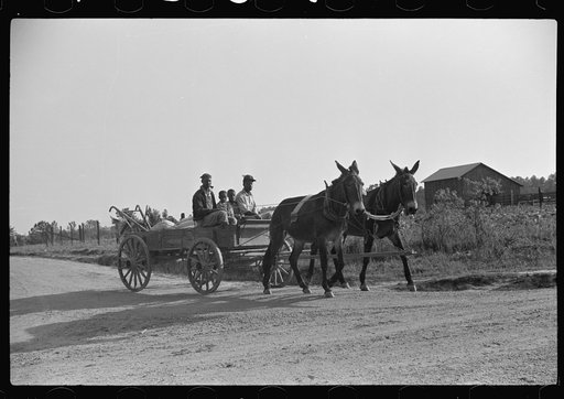 Nolan Pettway's children bringing home wagonload of fertilizer, Gees Bend, Alabama