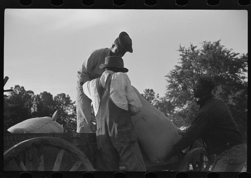 Untitled photo, possibly related to: Fertilizer for Nolan Pettway, Gees Bend, Alabama