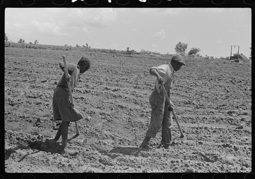 Untitled photo, possibly related to: Fanny Lowe's family chopping cotton on Flint River Farms, Georgia