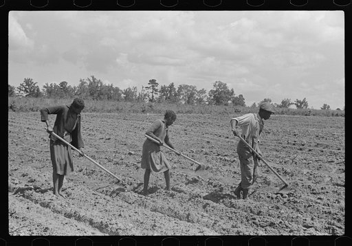 Fanny Lowe's family chopping cotton on Flint River Farms, Georgia