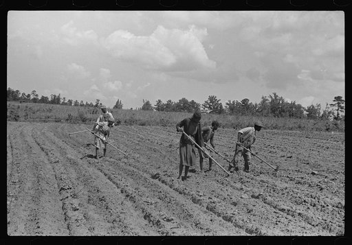 Untitled photo, possibly related to: Fanny Lowe's family chopping cotton on Flint River Farms, Georgia