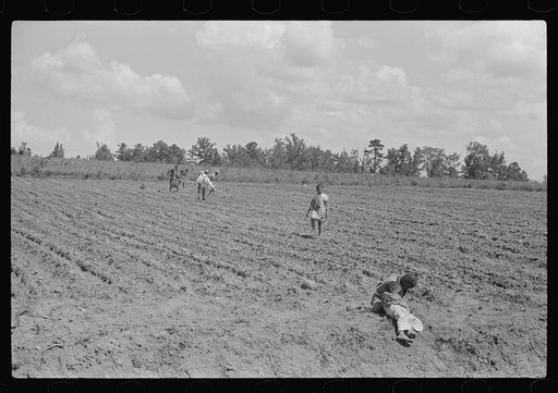 Untitled photo, possibly related to: Fanny Lowe's family chopping cotton on Flint River Farms, Georgia