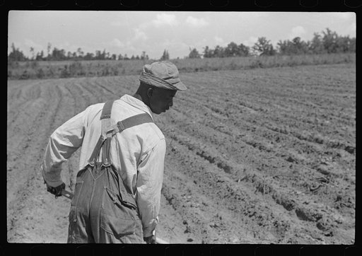 Untitled photo, possibly related to: Fanny Lowe's family chopping cotton on Flint River Farms, Georgia