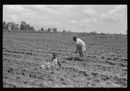 Untitled photo, possibly related to: Fanny Lowe's family chopping cotton on Flint River Farms, Georgia