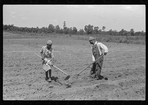 Fanny Lowe's children chopping cotton on Flint River Farms, Georgia