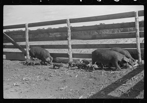 Livestock on Flint River Farms, Georgia