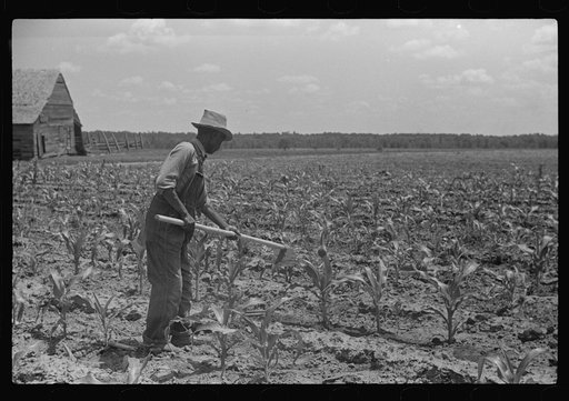 General Tooks, hoeing corn in his garden. Flint River Farms, Georgia