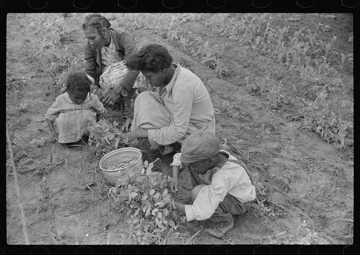 Untitled photo, possibly related to: Project family picking peas in their garden, Flint River Farms, Georgia
