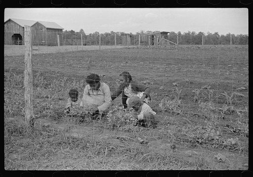 Untitled photo, possibly related to: Project family picking peas in their garden, Flint River Farms, Georgia