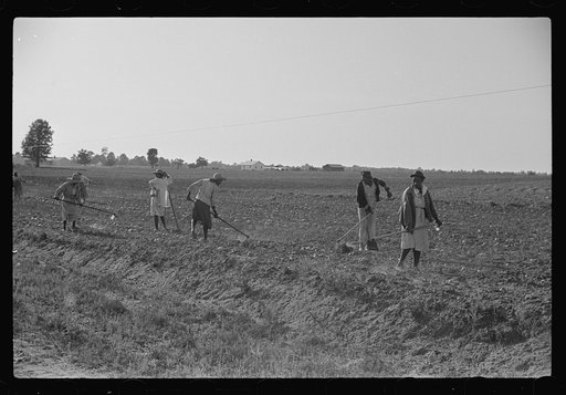 Chopping cotton, near Montezuma, Georgia