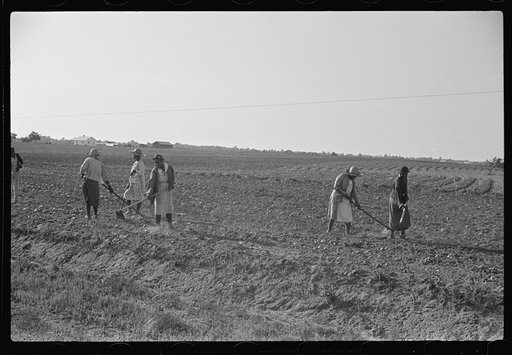 Untitled photo, possibly related to: Chopping cotton, near Montezuma, Georgia