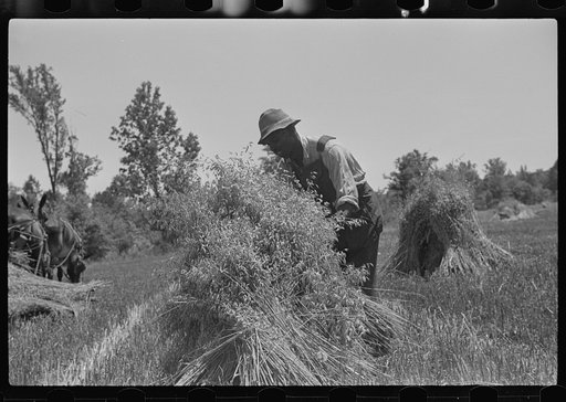 Harvesting oats, Flint River Farms, Georgia