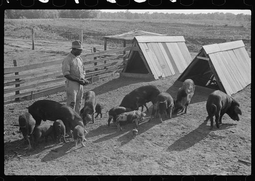 Manuel McLandon with some of his livestock, Flint River Farms, Georgia