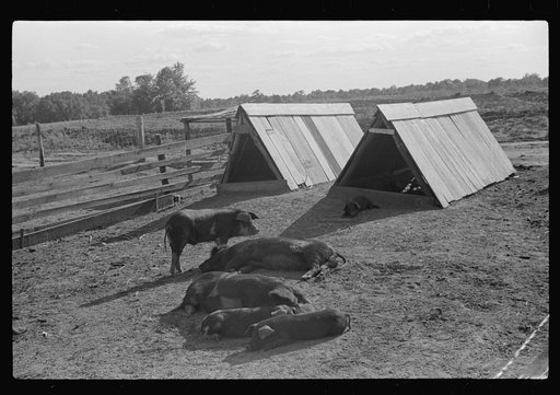 Untitled photo, possibly related to: Manuel McLandon with some of his livestock, Flint River Farms, Georgia