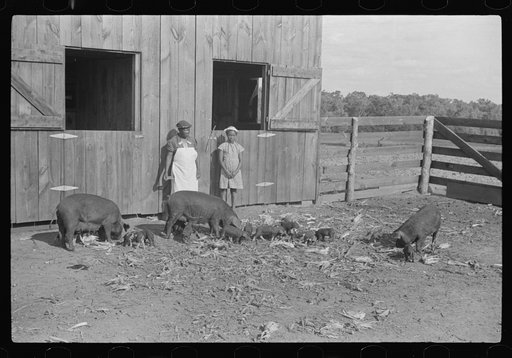 Untitled photo, possibly related to: Lonnie Smith's wife and child with their two sows and nineteen pigs to grow pork for home use and for sale. One of cash crops on Flint River Farms. Flint River Farms, Georgia