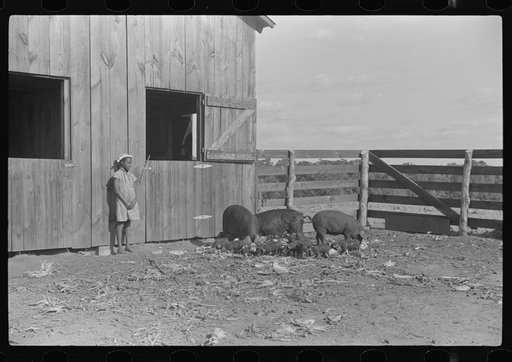 Untitled photo, possibly related to: Lonnie Smith's wife and child with their two sows and nineteen pigs to grow pork for home use and for sale. One of cash crops on Flint River Farms. Flint River Farms, Georgia